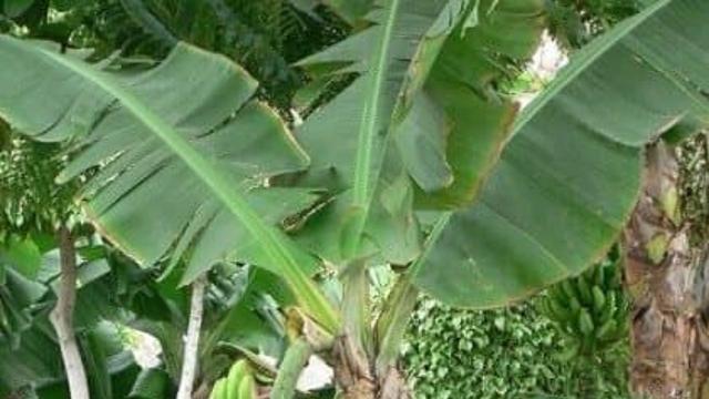 세상에서 제일 큰 바나나 나무 '무사 잉겐스(Musa ingens)'