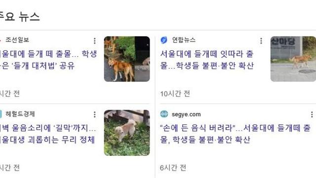 보신탕집 폐업 여파, 서울대 들개 피해 속출