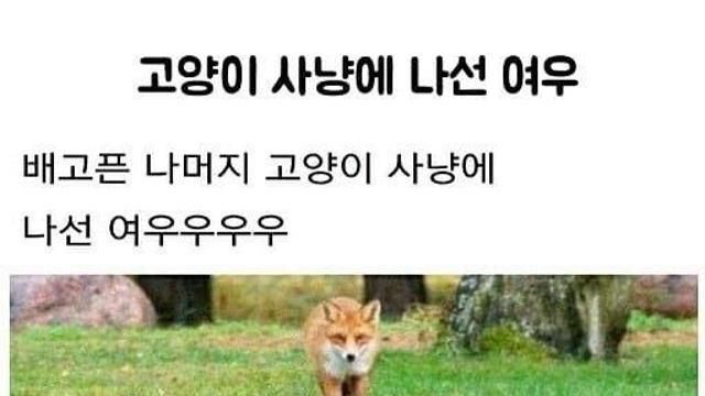 킹냥이 사냥에 나선 캥캥이