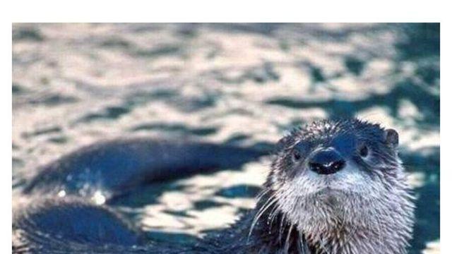 매우 억울하다는 미국 수달들.