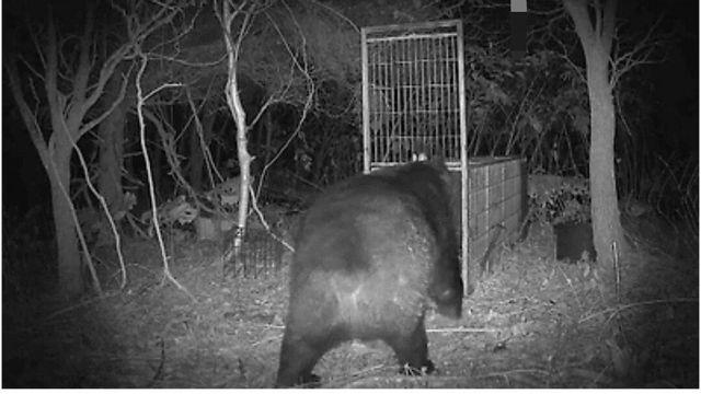 최근 일본에 나타난 400kg 곰