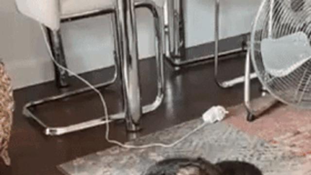 고양이에게 장난감을 선물했을뿐.