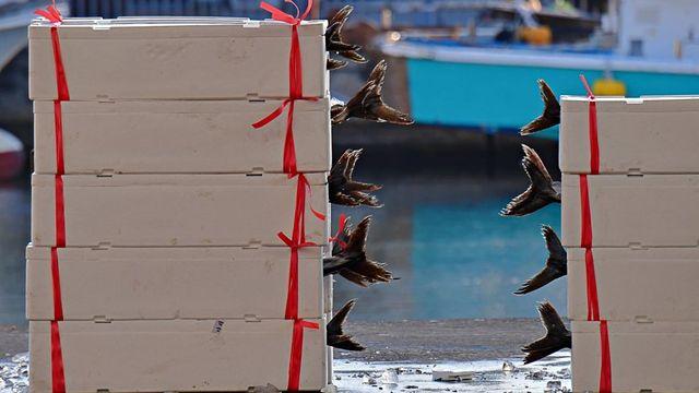 지금 딱 살에 기름 오르는 시기…요즘 인기 터진 ‘11월 제철 한국 수산물’