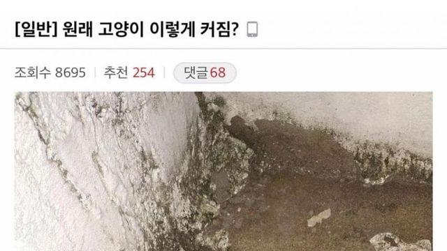 원래 털바퀴 이렇게 커짐?