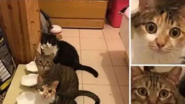 고양이는 준비가 됐는데 밥이 준비 안 됨.,,