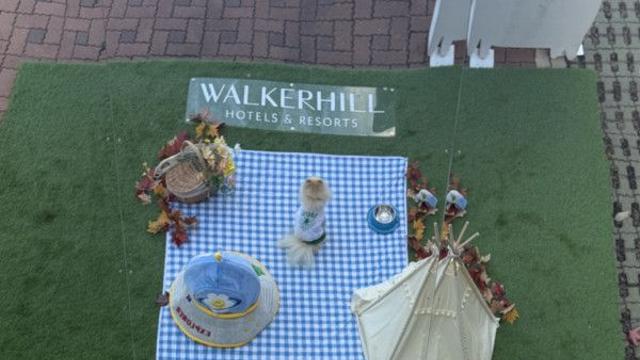 블랑이 워커힐 펫파티 다녀와써요!!