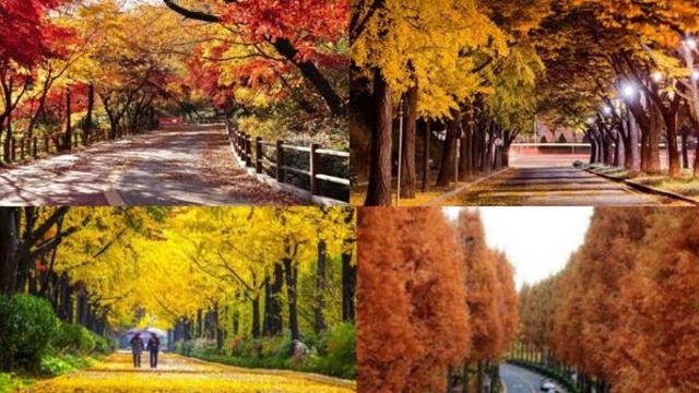 요즘 인생샷은 여기서 찍는다…도심 속 걷기 좋은 ‘단풍길 110선’