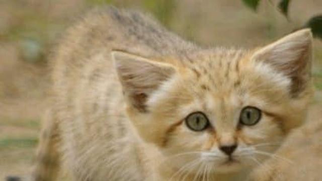 사막 털바퀴 알아보자