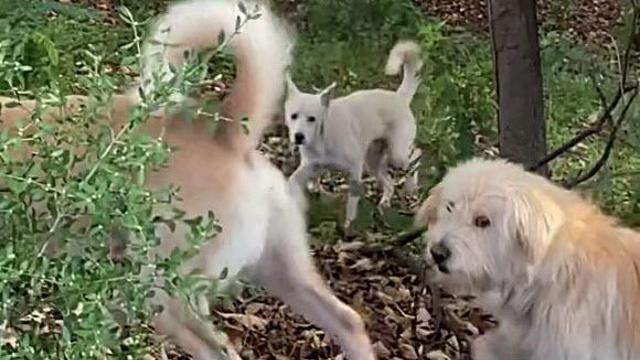“손에 든 음식 당장 버려라”…서울대 “들개떼들, 무서워요”
