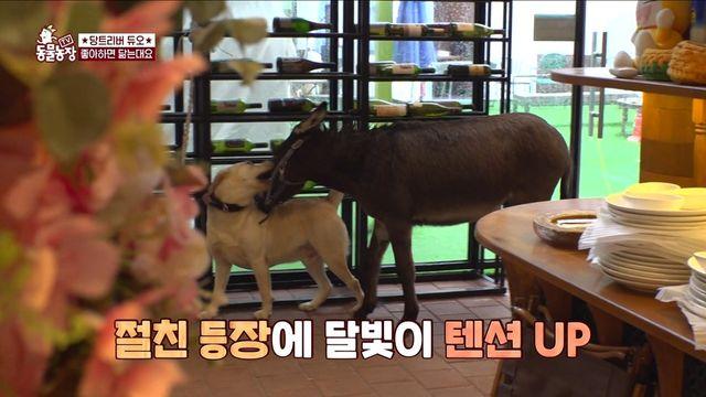 캠핑 식당 접수한 ‘환장의 콤비’… 달빛이·미당이의 우당탕탕 하루 (‘TV 동물농장’)