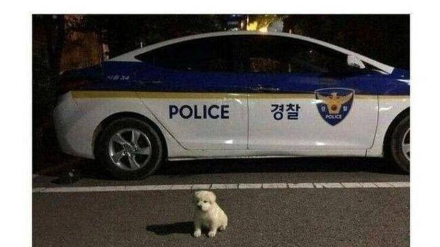 버려진 개를 주워다가 키우기 시작한 경찰아저씨