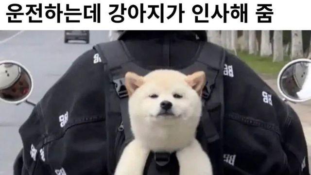 운전하는데 강아지가 인사해줌