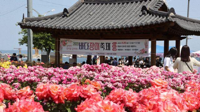 포항시, 전국 첫 장미도시 조례 제정