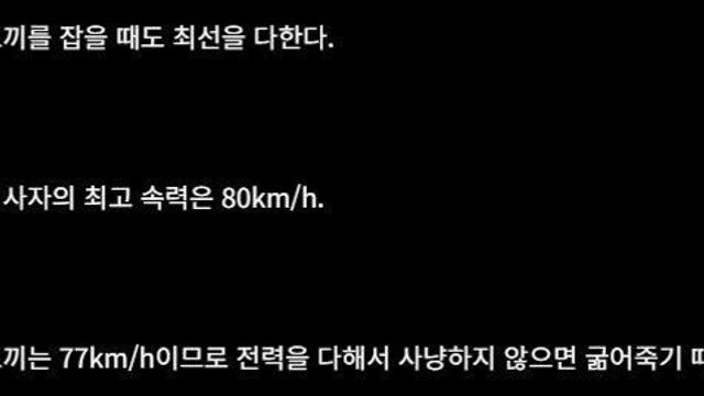 사자가 토끼를 잡을 때도 최선을 다 하는 이유