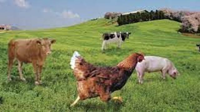 댕이 냥이의 동물 복지.