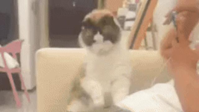 남친고양이 앞에서 남친 때렸더니 냥이 반응