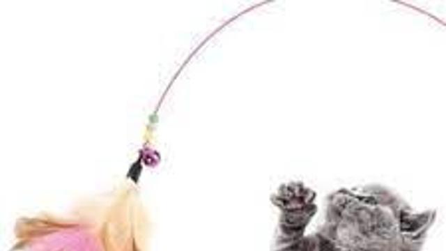 토라진 고양이.