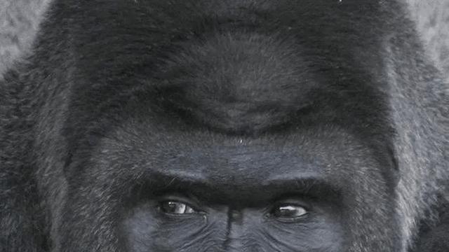 의외로 사람을 죽인 사례가 없는 동물