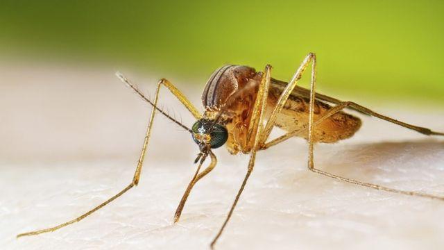 기후변화로 제주서 '열대집모기' 첫 발견