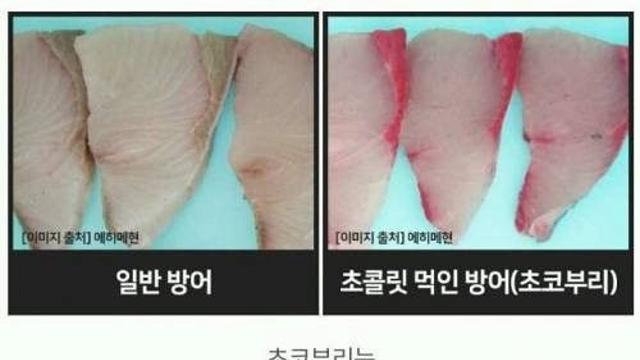 의외로 생선이 먹는 음식