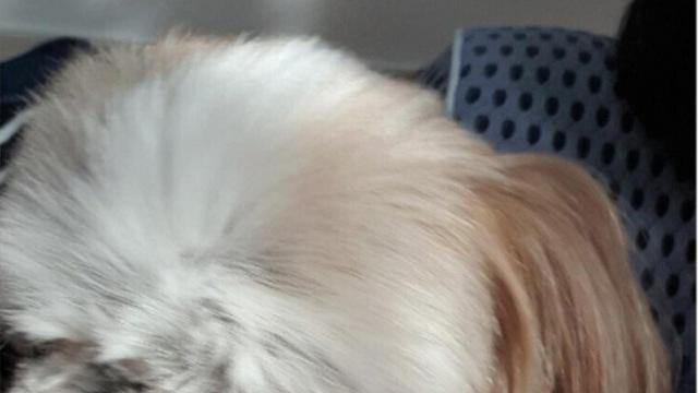 개가 저를 계쏙 핥아요.