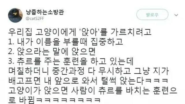 샴 냥이 머리에 앉아를 입력시킨 결과