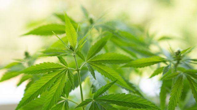 야생 대마 말려 길거리서 피우던 60대 입건