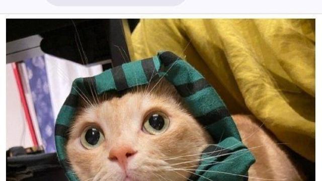 수의사에게 들은 충격적인 말