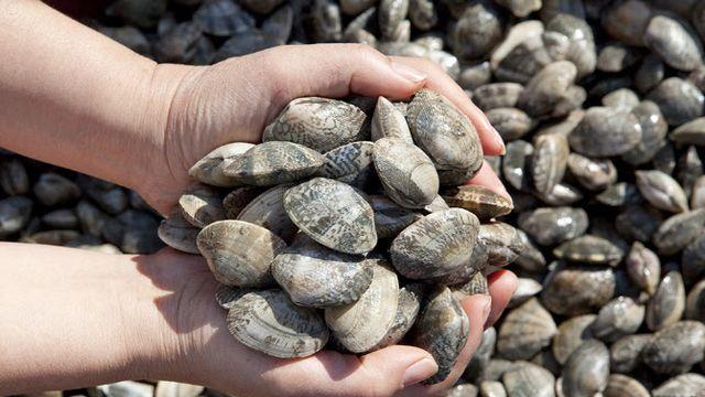 제철의 특별함 ‘제철코어’... 조개류 안전하게 즐기는 법