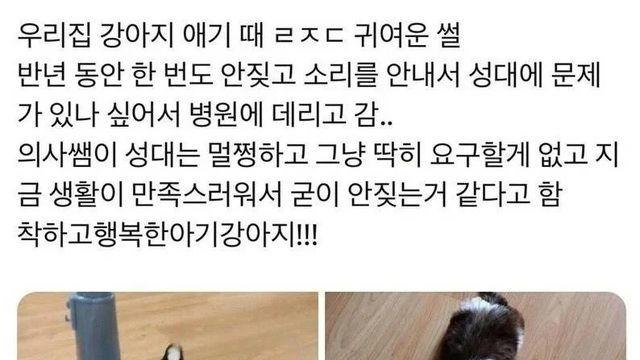 6개월 동안 안 짖는 강아지가 걱정된 주인