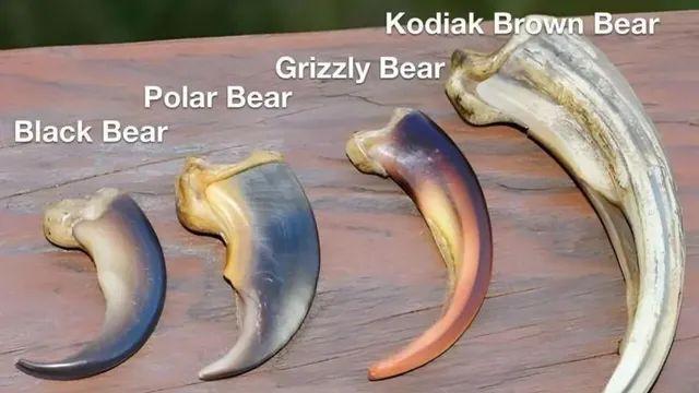 곰의 발톱 크기,,