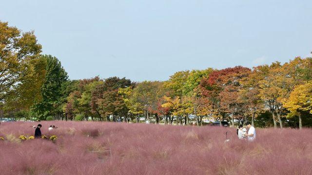 ‘핑크뮬리와 단풍으로 물든’ 미사경정공원, 가을 나들이 명소로 주목
