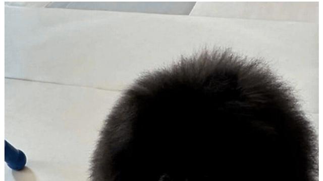 정체 불명의 외눈박이 생명체 ㄷㄷ 