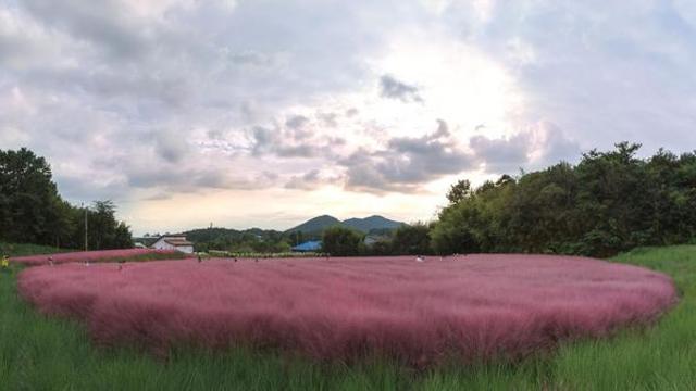 “분홍빛 파도가 일렁인다”… 입장료 아깝지 않을 만한 핑크뮬리 축제