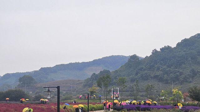 연천군 중면 임진강 댑싸리정원, 관광명소로 우뚝