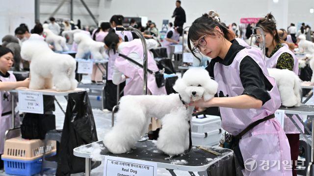 최고의 애견 미용사는 누구? [포토뉴스]