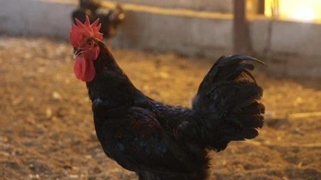 한국토종닭협회, 종축 등록기관으로…토종닭 혈통관리 본격화