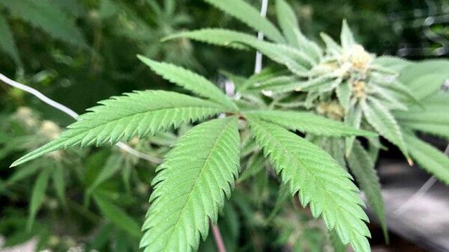 부산서 야생 대마 말려서 피운 60대 입건