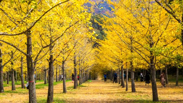 가을빛 물드는 홍천, 은행나무숲과 오대산의 풍경 속으로