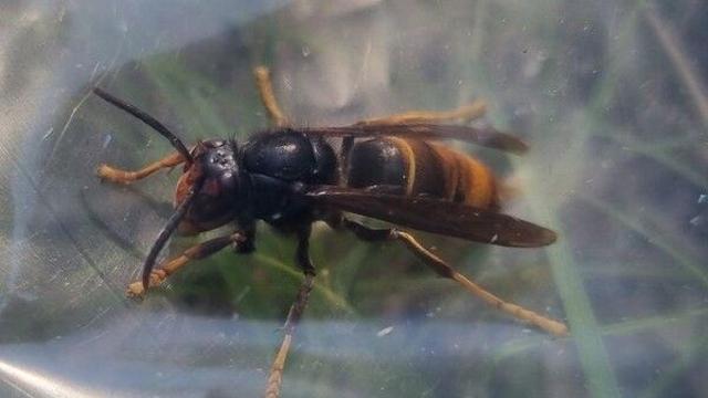 라오스서 집라인 타던 미국인 부자…말벌떼 공격 받고 숨져