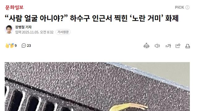 “사람 얼굴 아니야?” 하수구 인근서 찍힌 ‘노란 거미’ 화제