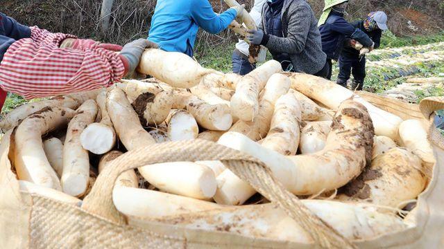 '검은 점' 박혀 있는 무, 먹어도 괜찮을까... 맛이 한껏 오른 가을 무