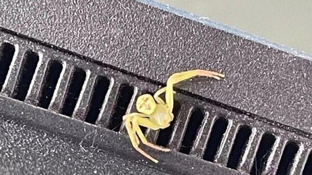배에 눈·코·입 무늬…태국서 '인간 얼굴' 닮은 거미 포착