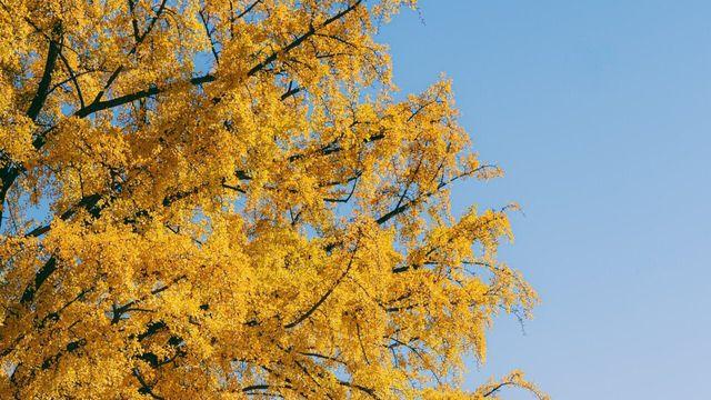 실시간 절정인 경복궁 은행나무 명소 