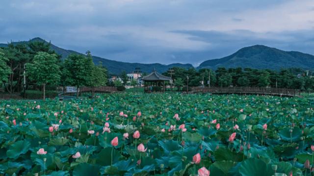 충남 아산, 가을빛 물든 호수 전망과 함께하는 여유로운 미식 산책