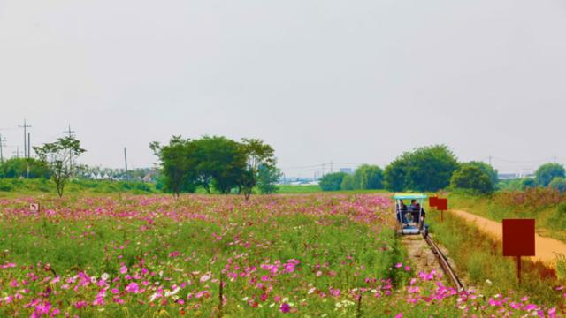 평택, 가을 햇살 아래 미식과 자연이 어우러진 감성 여행