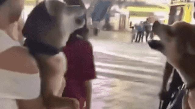 놔봐!! 놔보라고!!