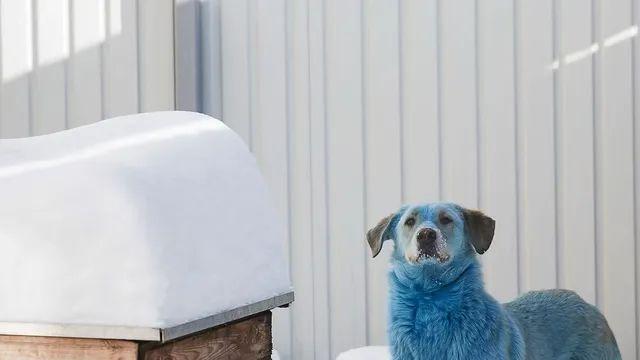 체르노빌에 있는 블루독 다른 사진들