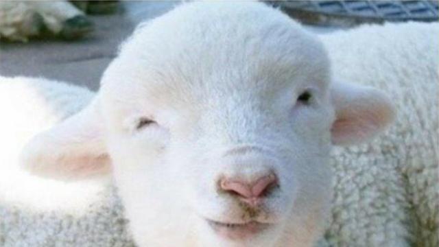 양을 잘 키우지 않는 이유.