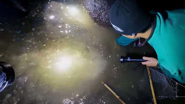 kg에 4만원... 불과 2년 만에 제주 앞바다 뒤덮은 최고급 식재료